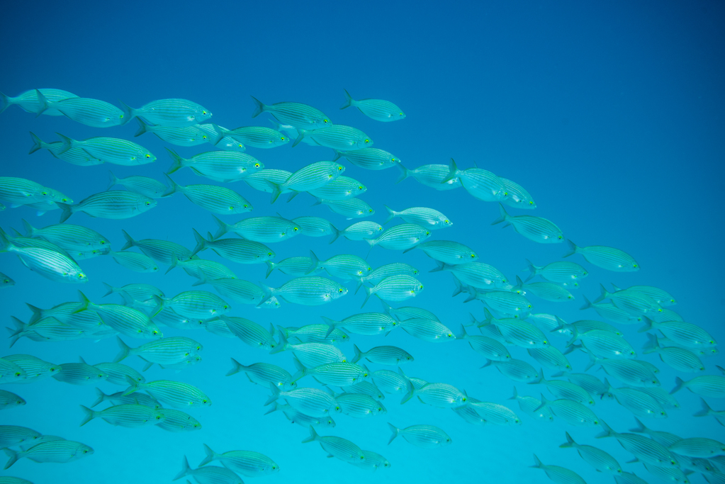 group of fish swimming